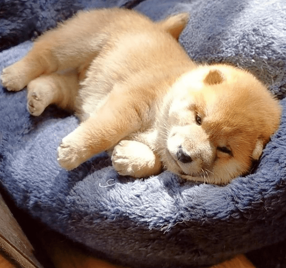 毛茸茸胖嘟嘟小奶柴的魅力无人可敌