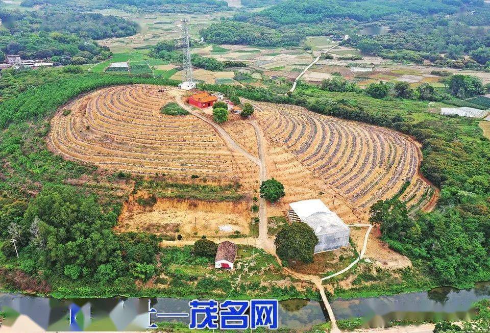 电白这条村发达了种植数百亩摇钱树