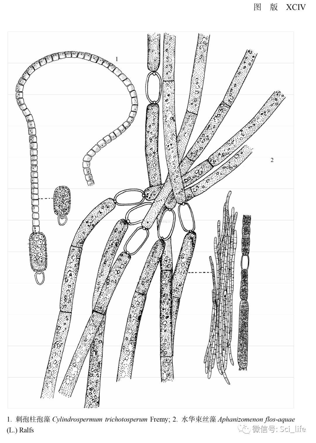 羽纹硅藻结构图手绘图片