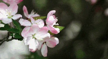 431_239gif 动态图 动图