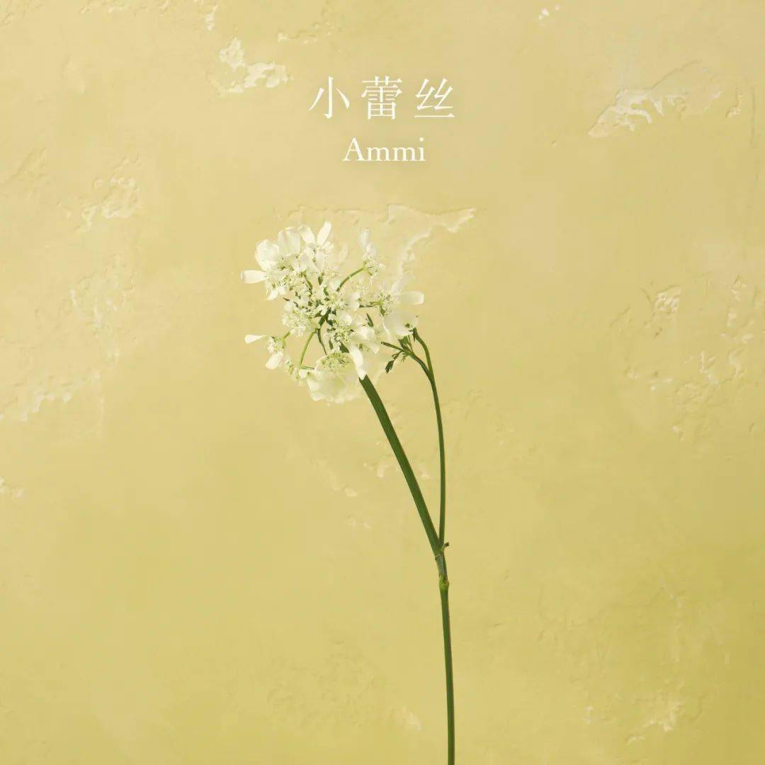 送你一朵小白花 代表无尽的思念 原产地