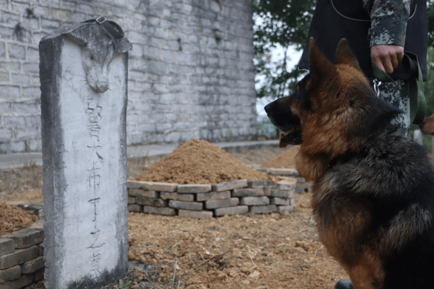 战友我来看你了清明他们来探望长眠的警犬