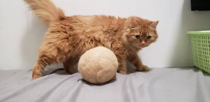 一只猫大约多少毛 7b1c142e0c0f41f29d1e540ff57fb5c3.jpeg