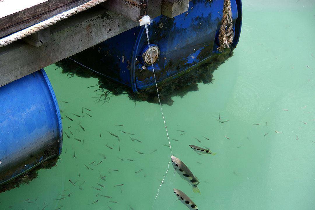 射水魚在4秒內完成狩獵噴射的水柱在加速違背了物理常識