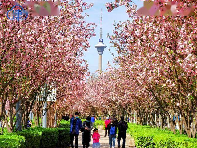从五大道管委会获悉,清明小长假前两日,共有6万余名游客前来赏花踏青