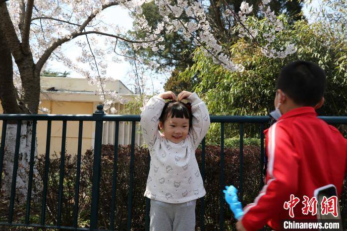 山东青岛：清明假期樱花盛放 引数十万游客赏樱游园