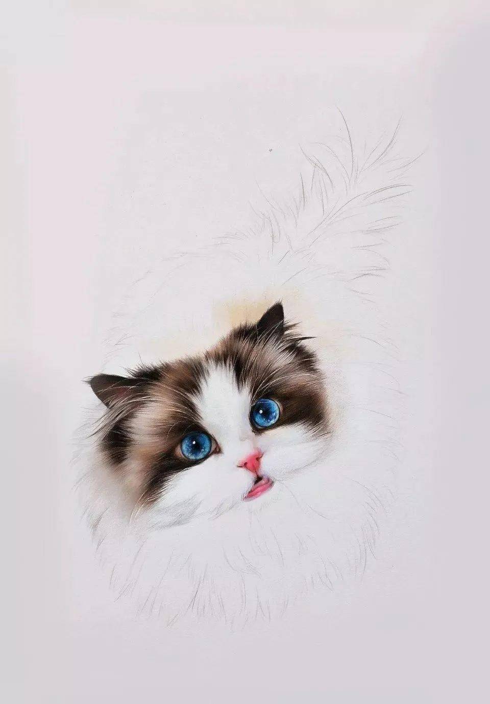 彩铅教程超萌的布偶猫蓬松柔软的毛发太可爱了