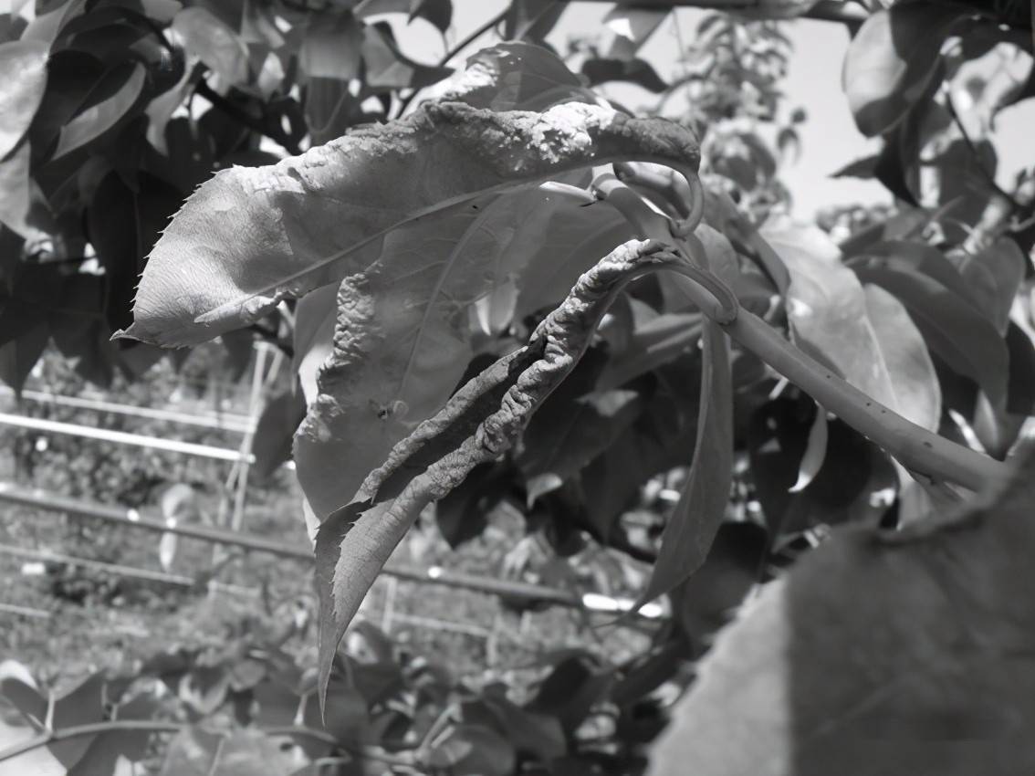 农业基础性长期性科技工作项目梨园梨瘿蚊的诊断与防治实用技术