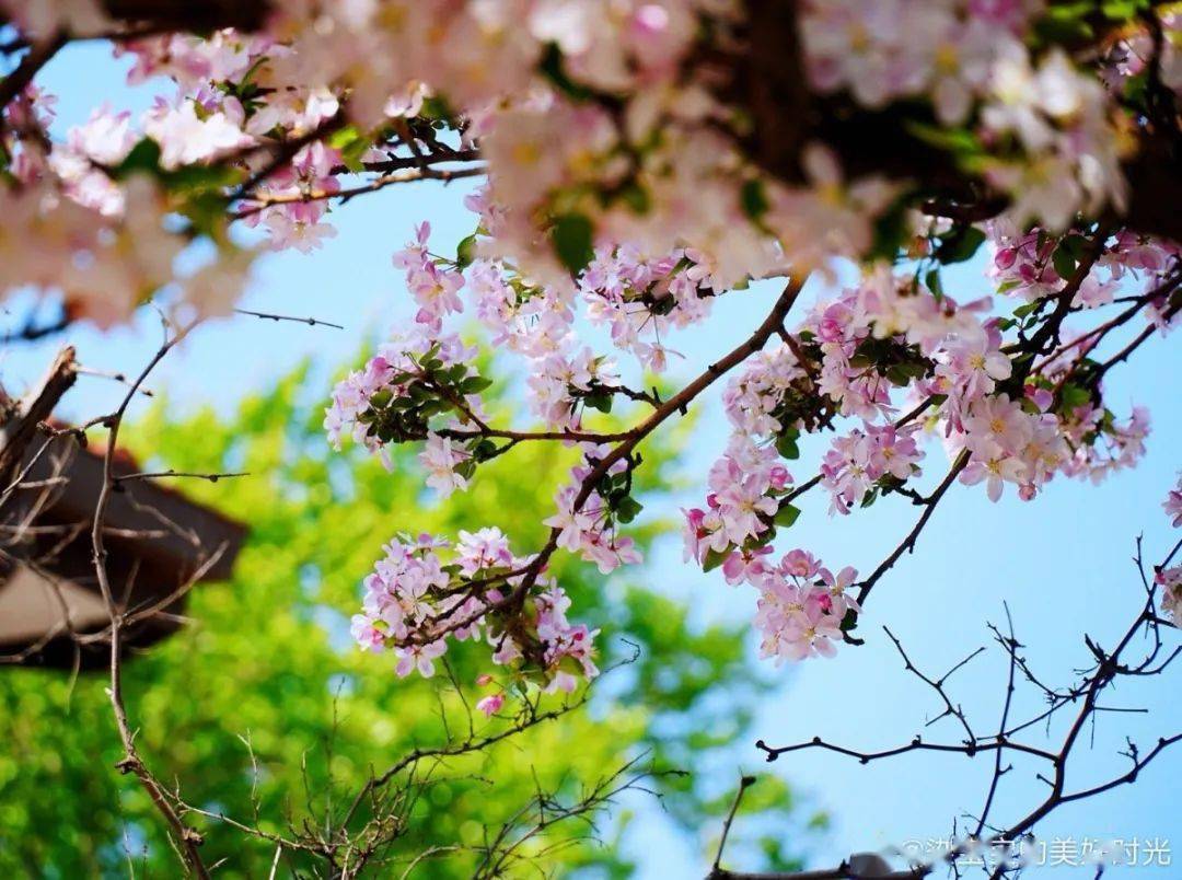 春日限定大理道的海棠美哭了你还不来吗