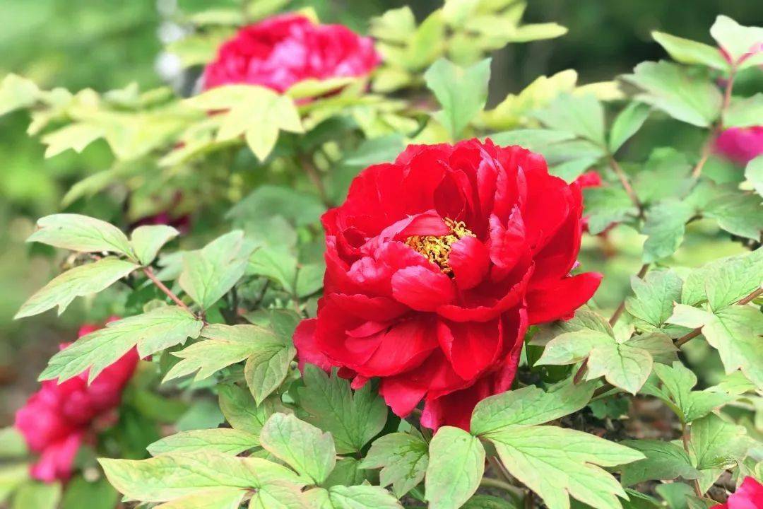 牡丹花一般开多长时间 0576778298ad4c55aeb76005ac34c17b.jpeg