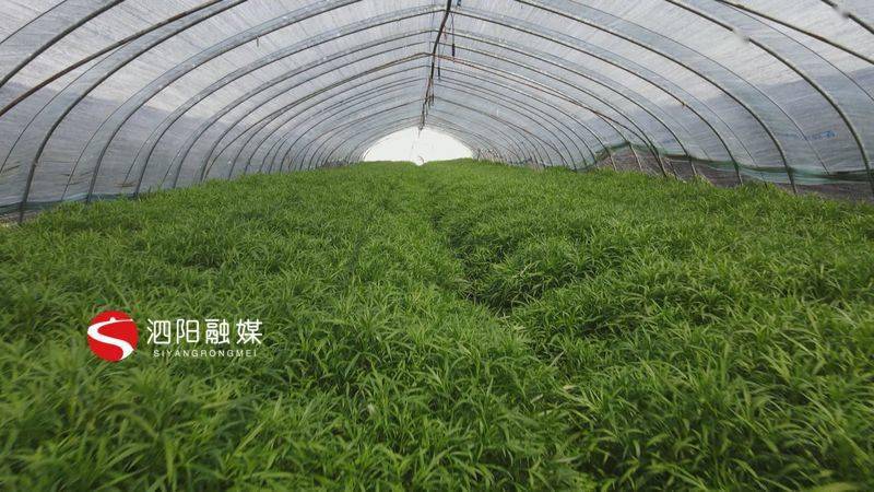 丁玉楼扎根农村种芦蒿带领村民共致富