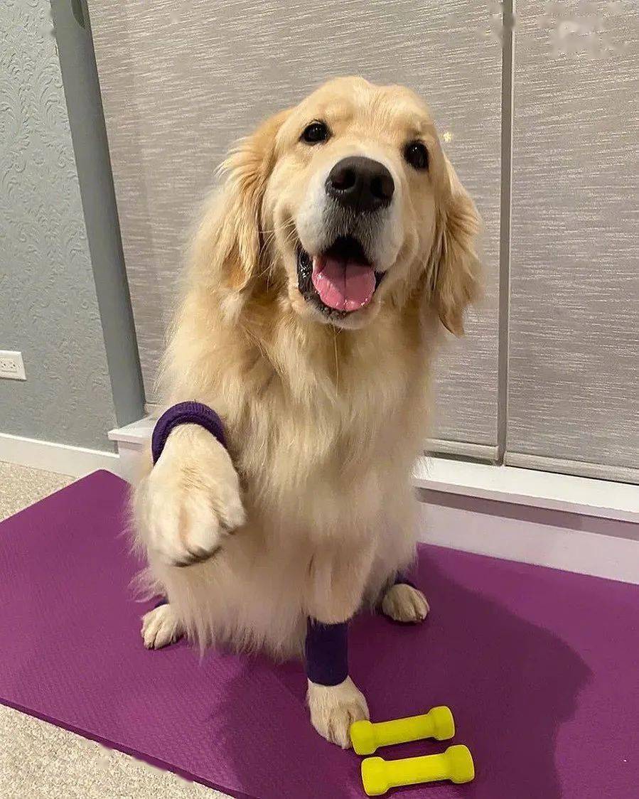 金毛maui和捡屎官一起住在芝加哥,是一只拥有超暖笑容的大狗子,每天