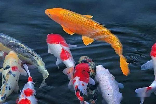 明日之后锦鲤|明日之后：锦鲤可以兑换金条。 网友：有脑洞才换金条！