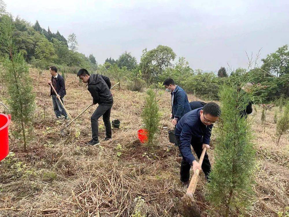 省医疗保障局组织干部职工开展“包山头”植树劳动