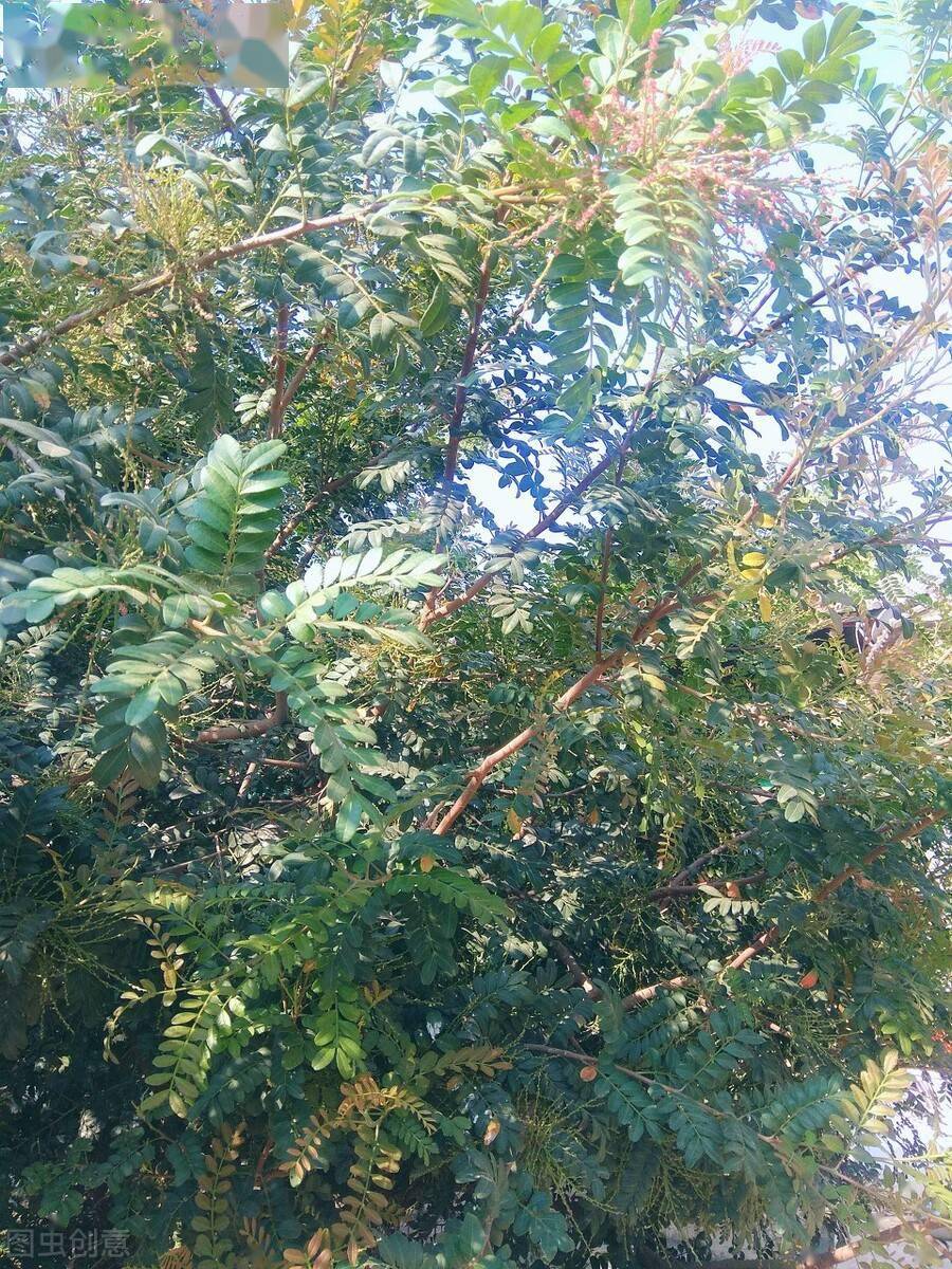 贵州野生细叶香树图片