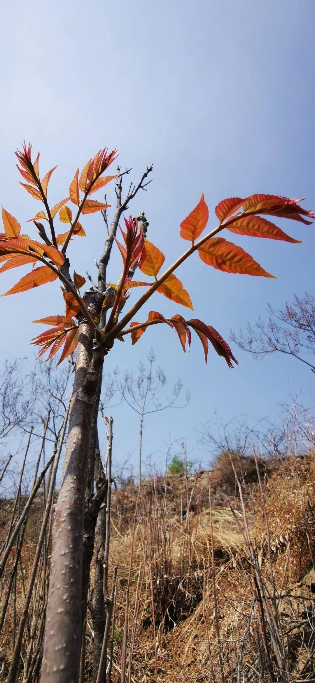 香椿芽全村能有二三十万斤,光头茬就三十多万斤,这些野生椿芽都是红椿