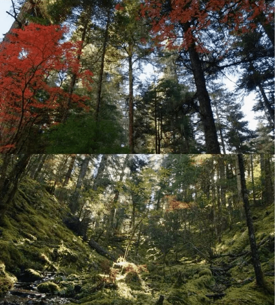 司藤带动清明云南热影视ip带动旅游打卡新经济