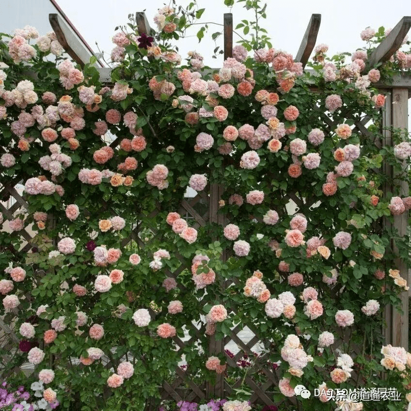 藤本月季这么养,花墙花柱任你选,包你满意!花开满园_营养