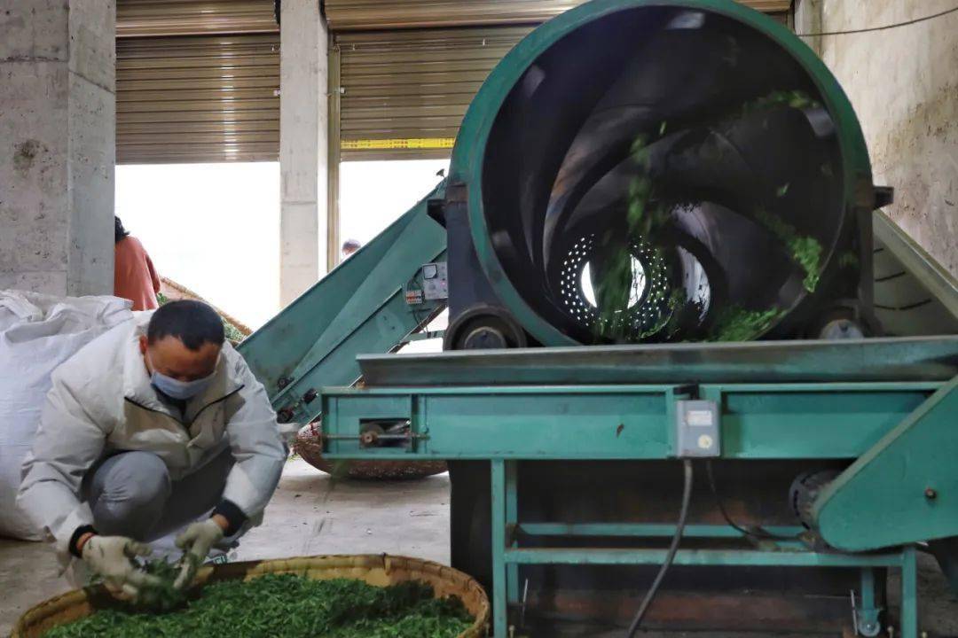 又到一年制茶时一揉一捻间茶香四溢育新机