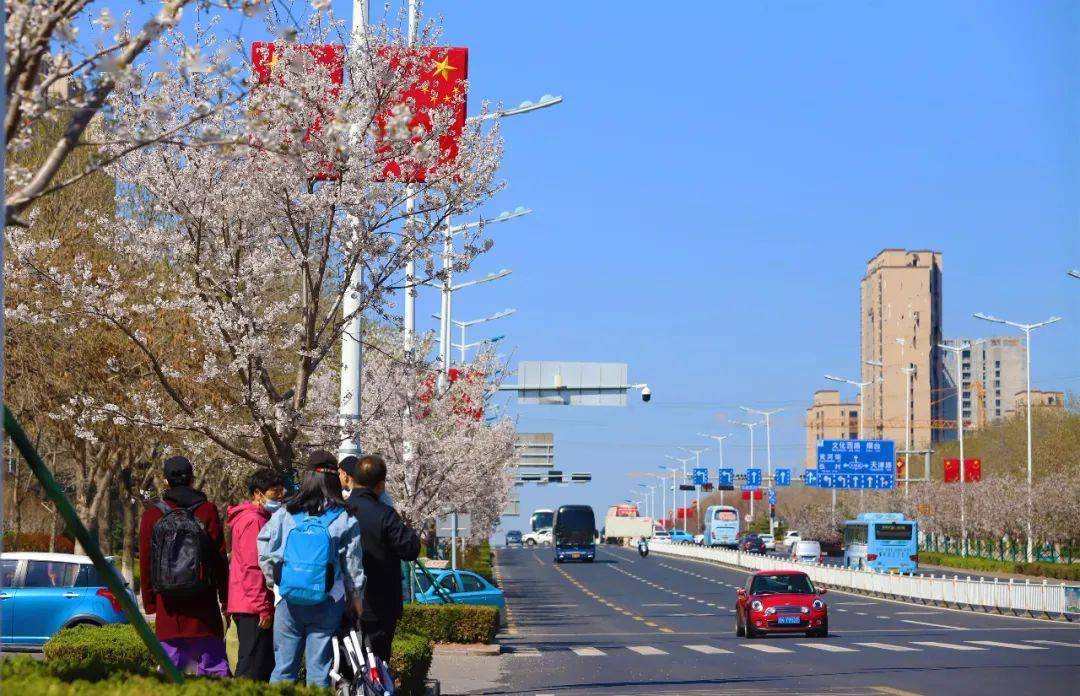 春风十里樱花如雪在世昌大道赏花容月貌