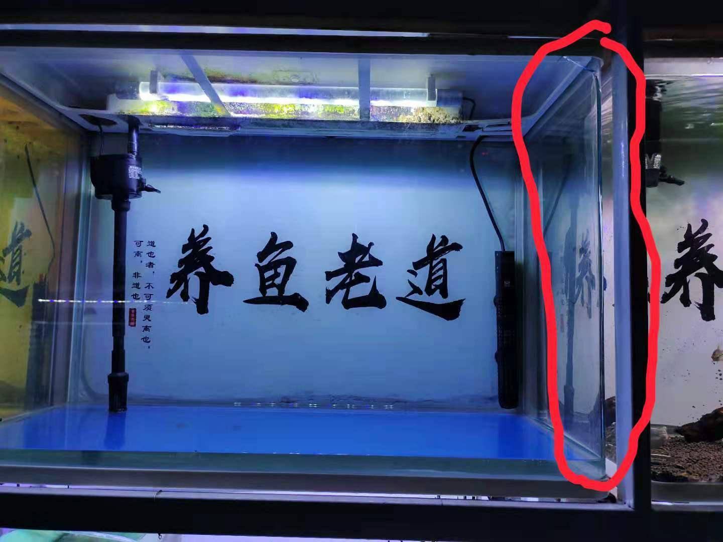 我的鱼缸又爆了爆得有点为所欲为新手快乐缸确实令人很快乐