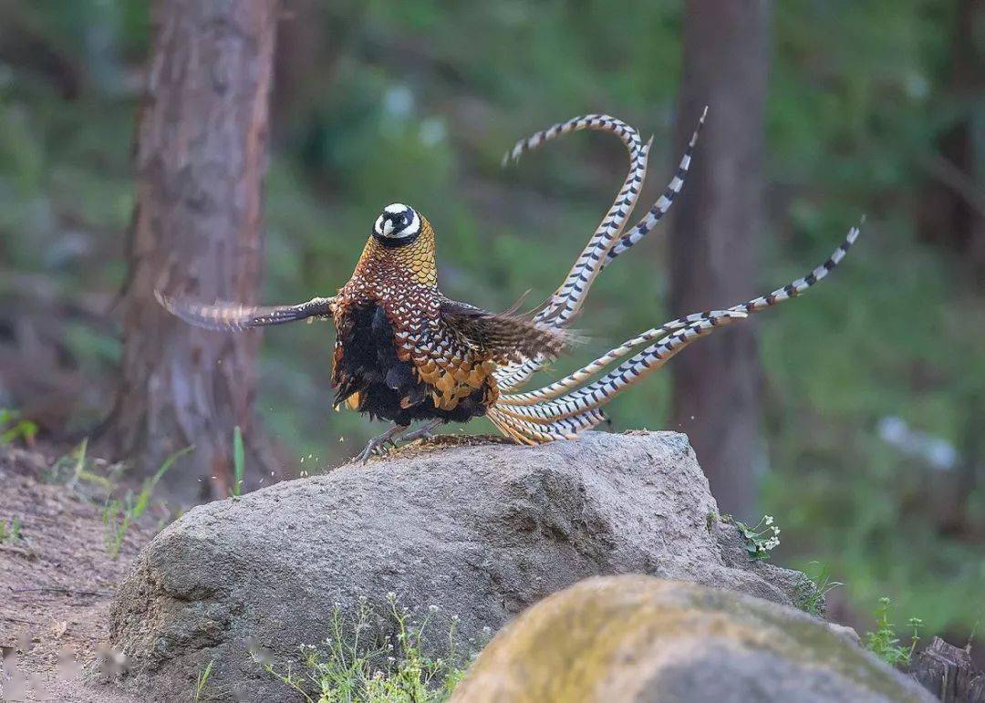 48国际珍稀动物保护日因为珍稀所以珍惜