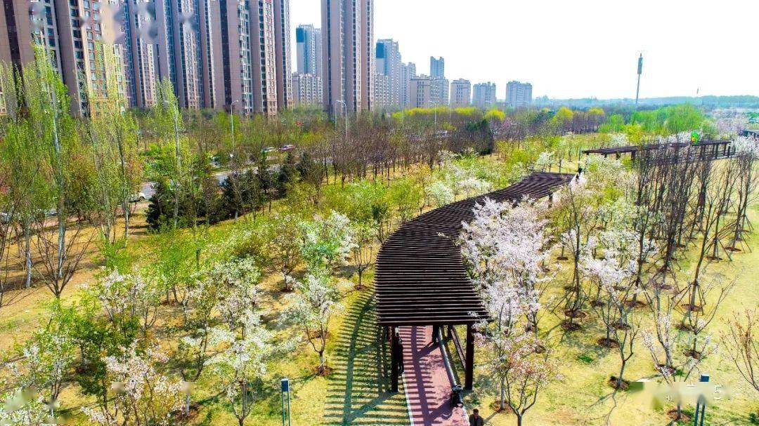 蜂蝶翩翩起舞极尽绚烂的时期正是潮白河樱花公园四月潮白河千亩樱花园