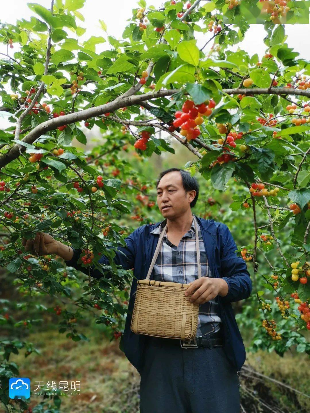 周末去哪儿 | 又是一年樱桃季!富民赤鹫镇4000亩樱桃等你来尝鲜