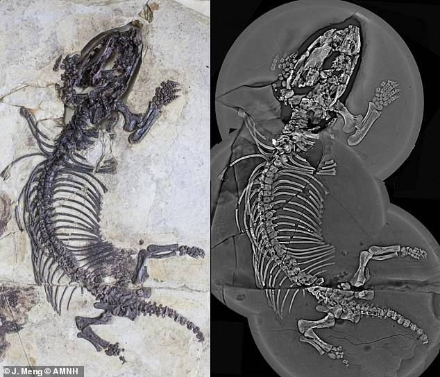 中国东北热河生物群惊现1 2亿年前哺乳形动物新属种化石 研究