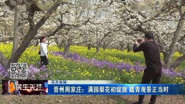 花開省城晉州周家莊滿園梨花初綻放踏青觀景正當時