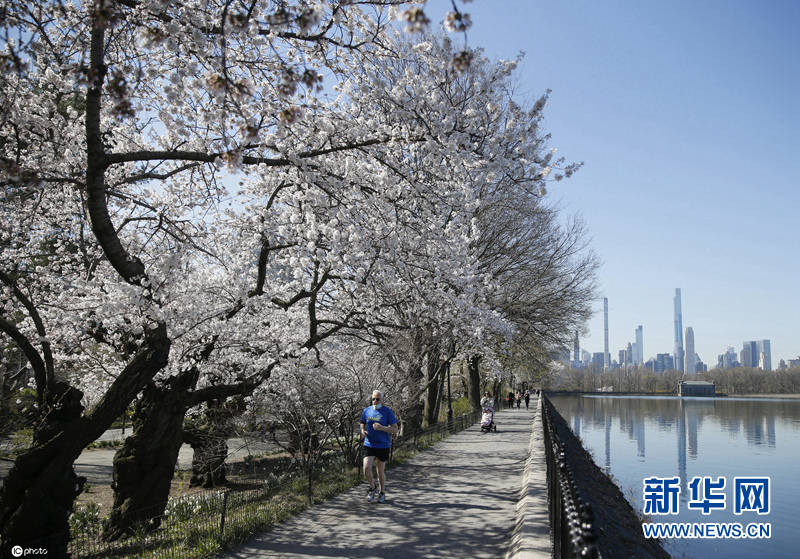 美国纽约中央公园樱花盛开