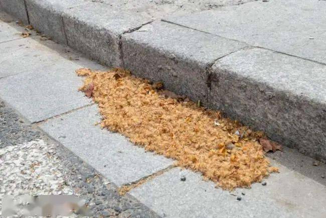 阿嚏梧桐毛絮又双叒叕来了杭州人你们的鼻子还好吗