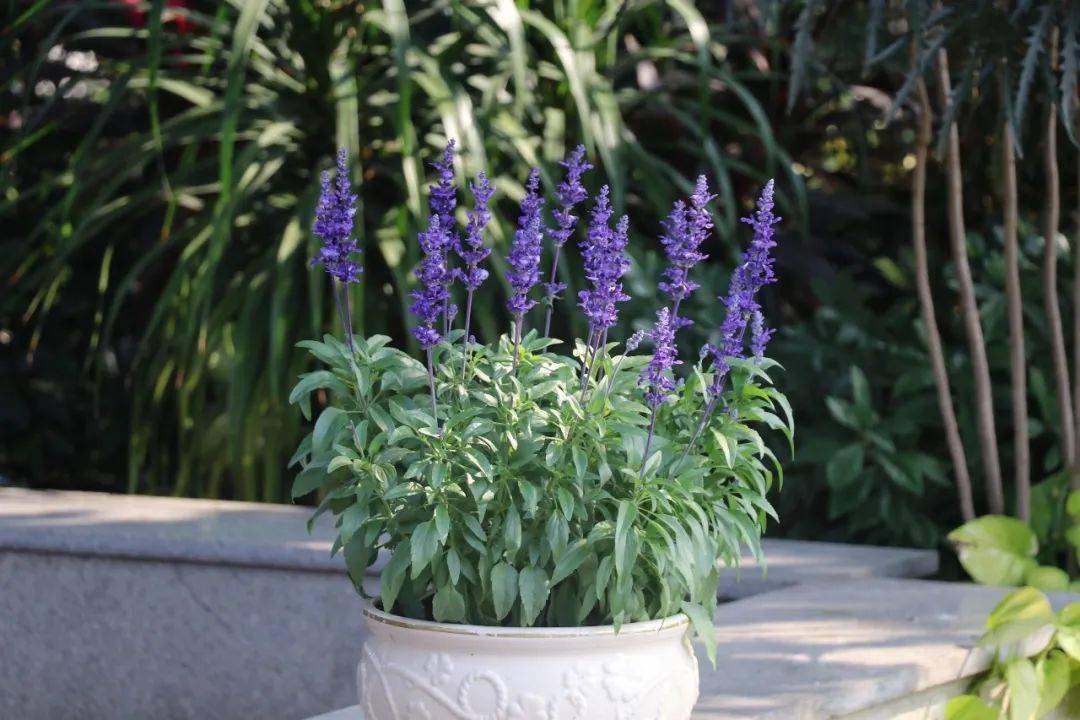 鼠尾草家族庞大,有1000余个品种,那适合华南地区的有……_salvia