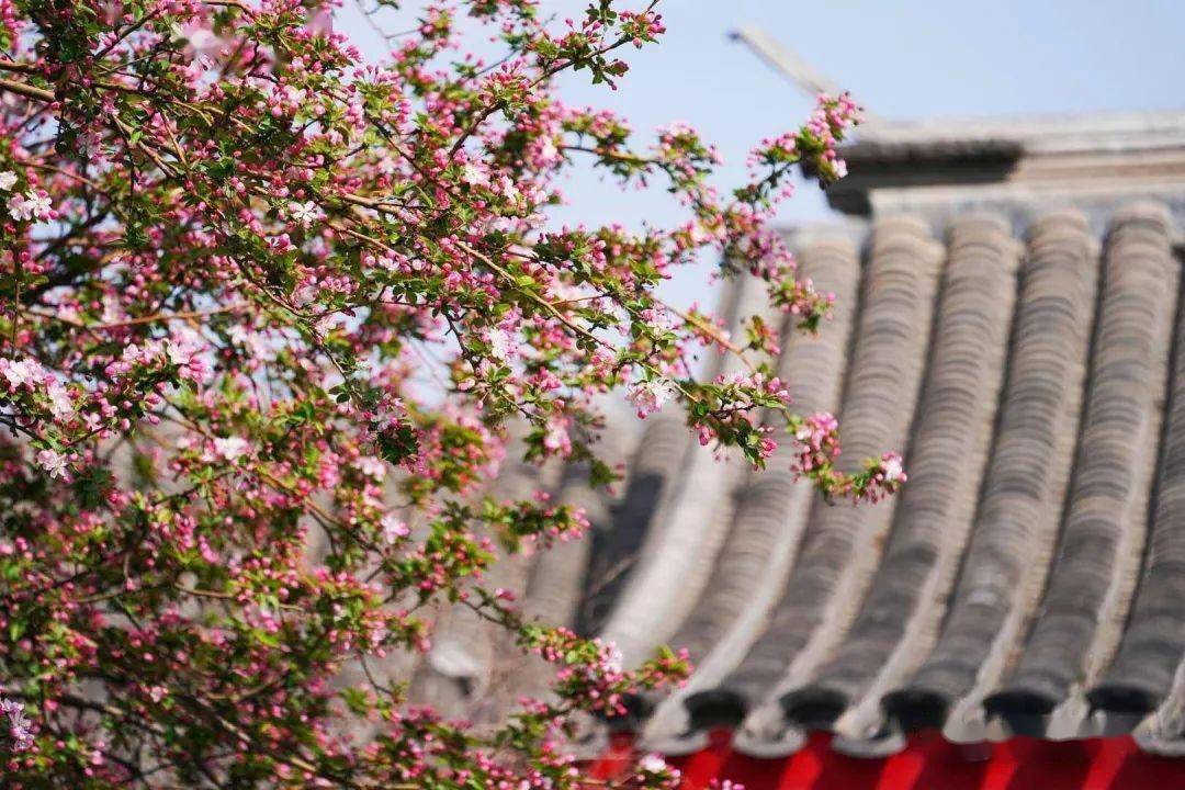 做好防护 过敏伙伴注意大兴等八区花粉浓度已到极高水平 北京市气象台