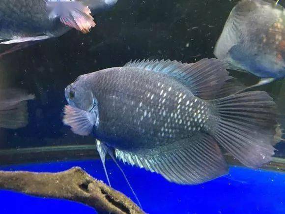 晒图多种战船鱼混养红尾紫红七间爱索顿全黑