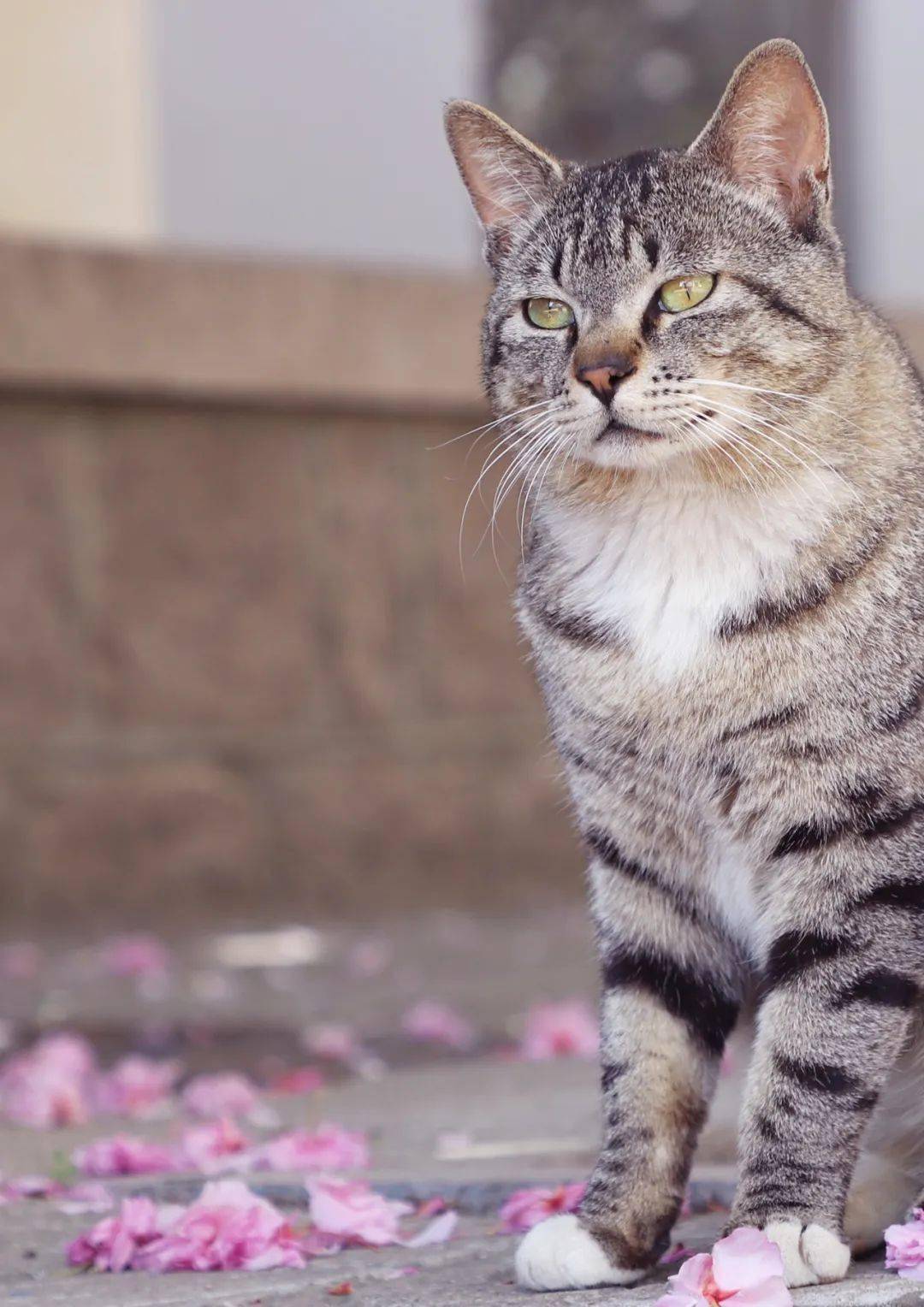 又是想当猫的一天好羡慕