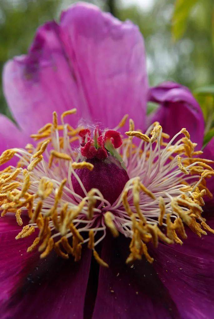 花卉摄影:牡丹花心