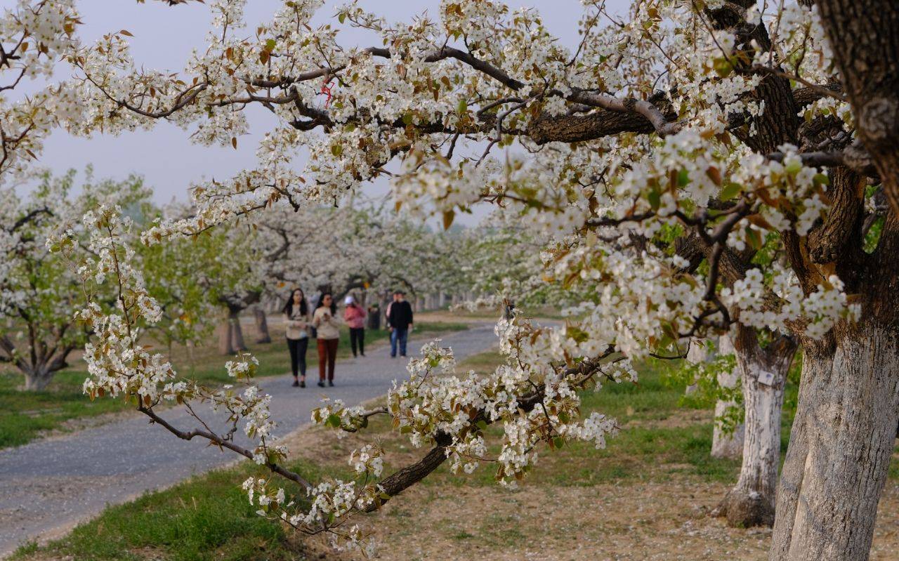 北京大兴千亩梨花图片