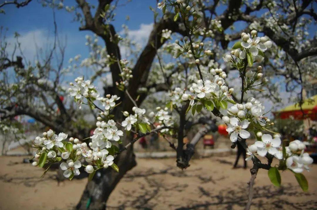 四月上旬万亩梨花正值盛花期绵延几公里的梨花让琉璃河成了梨花的海洋