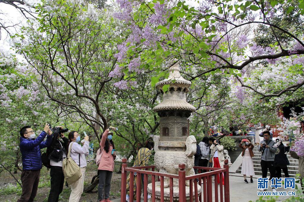 古刹花开