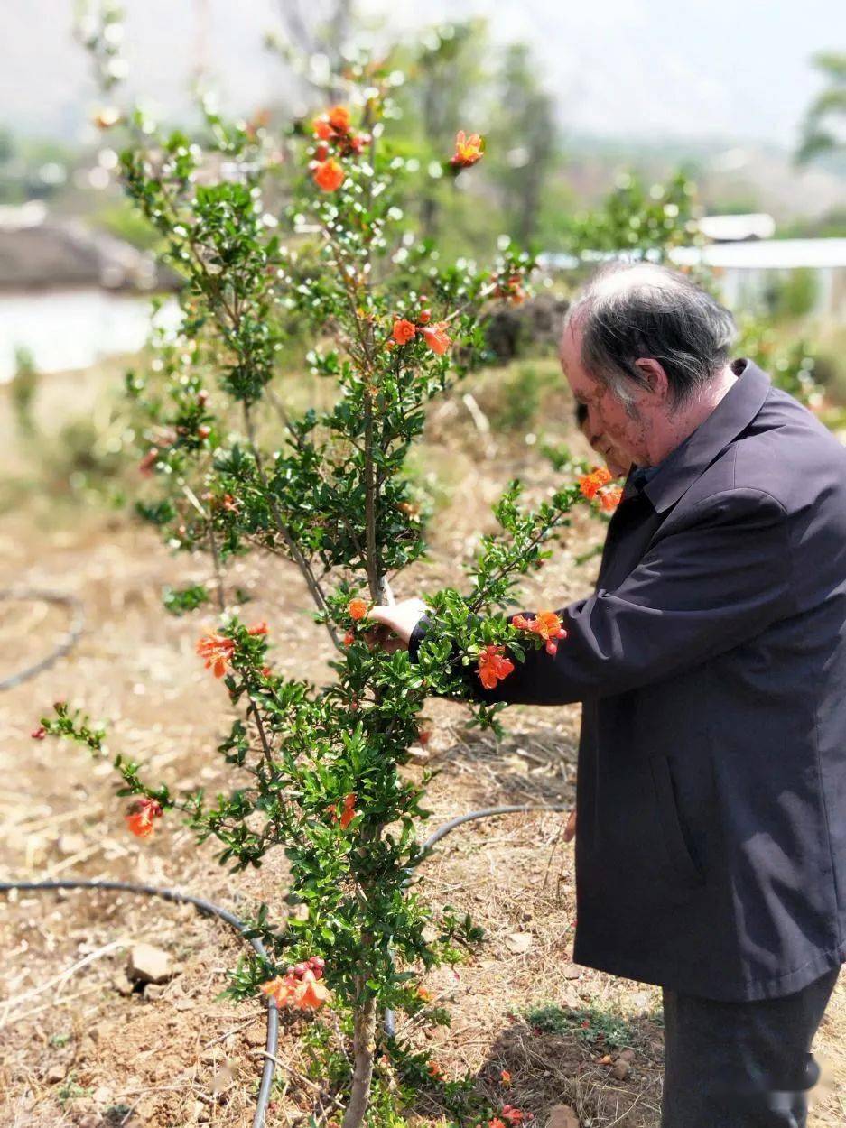 巧家炉房乡鸡噜村 石榴花开满树红 巧家县 巧家炉房乡鸡噜村 石榴花开满树红 巧家县