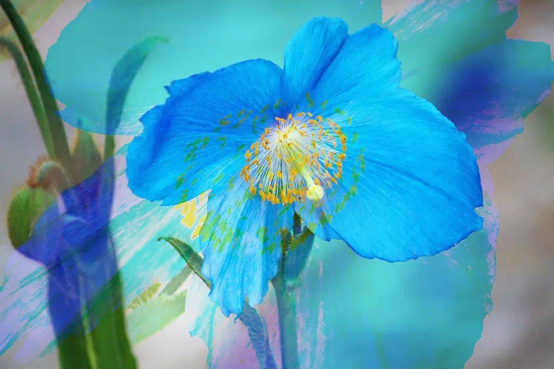 蓝色的花电影在线免费观看 b0a7b8465e67427eb01205382ae6b70c.jpeg