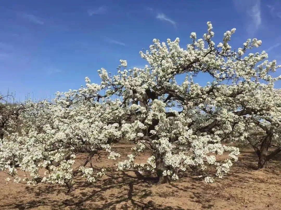 四月上旬万亩梨花正值盛花期绵延几公里的梨花让琉璃河成了梨花的海洋