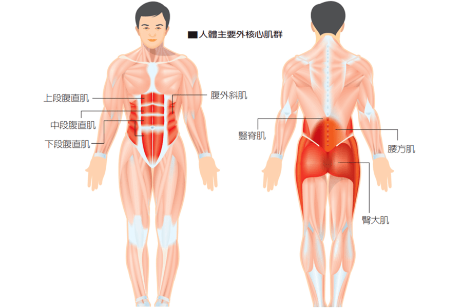 腰部肌群图片