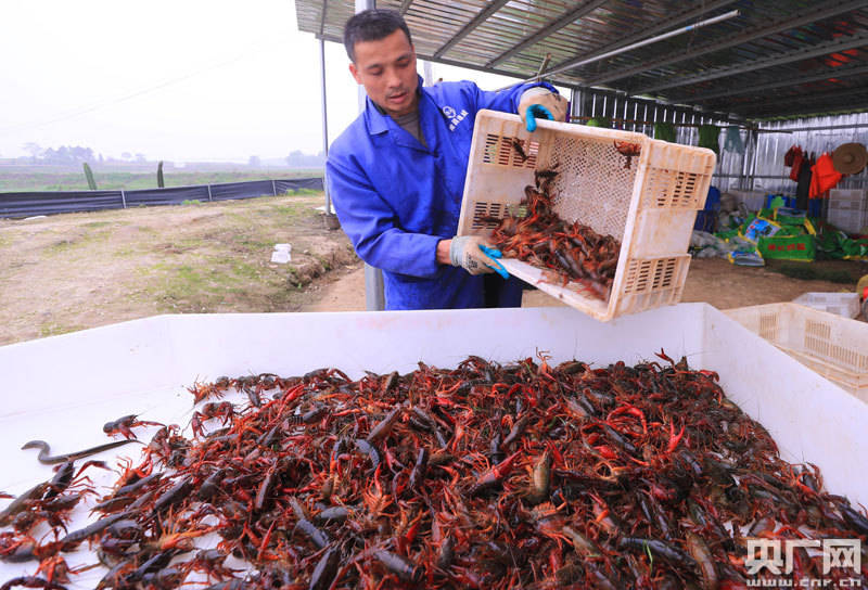 聊城小龙虾养殖基地图片