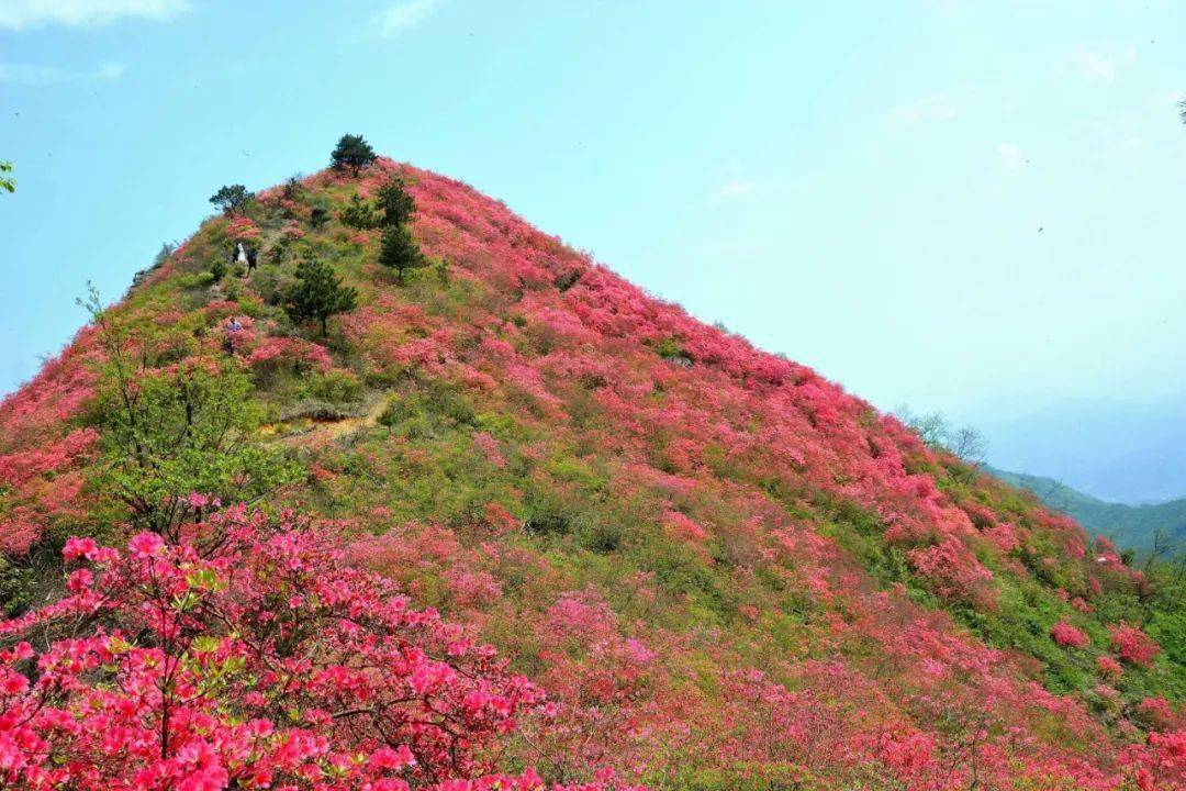 大别山最后一抹春色就在金寨摸云山