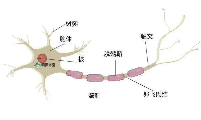 神经与神经纤维的关系图片