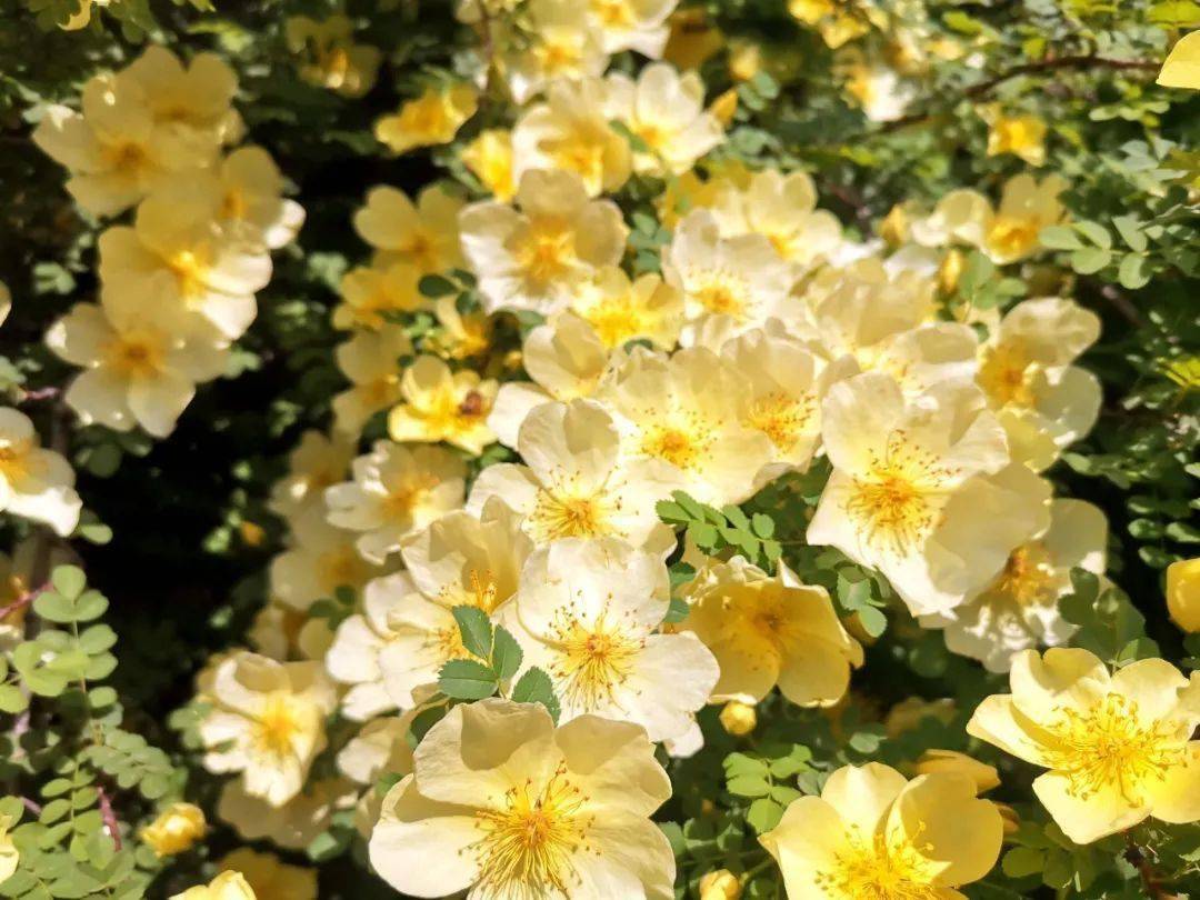 快去打卡!邢台这里的黄刺玫花开正艳