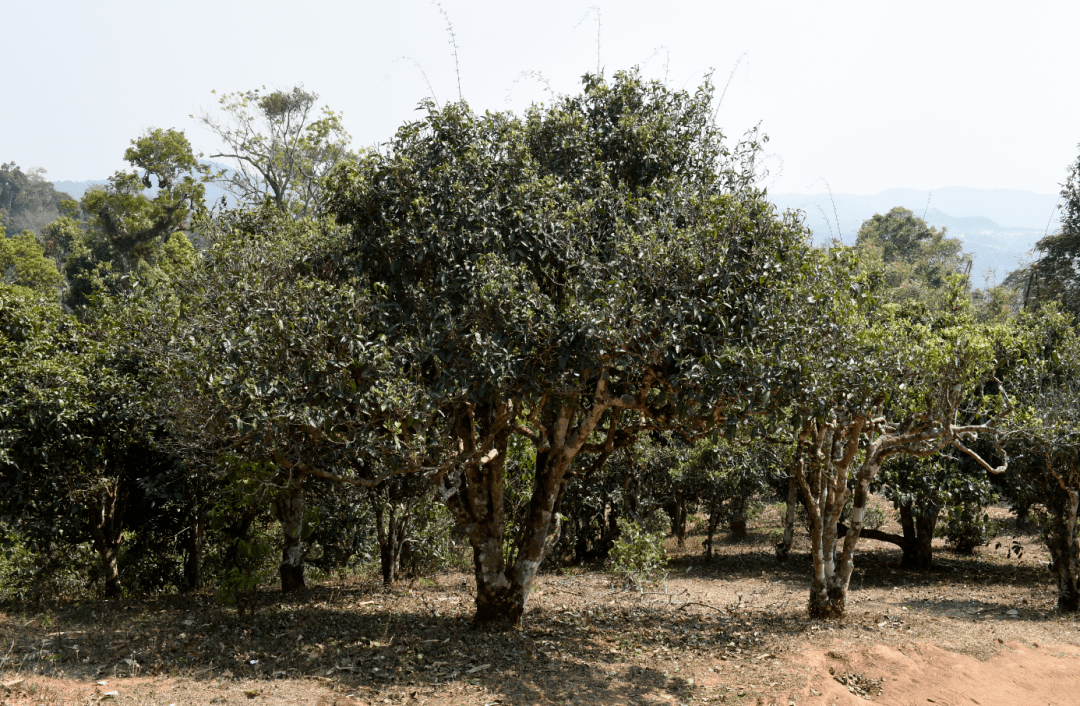 布朗山乡包括老班章,新班章,老曼峨,吉良,曼新竜,章家三队等村寨.