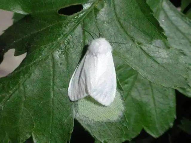 分别是巴西龟,牛蛙,小龙虾,美国白蛾,松材线虫,水葫芦,加拿大蓬